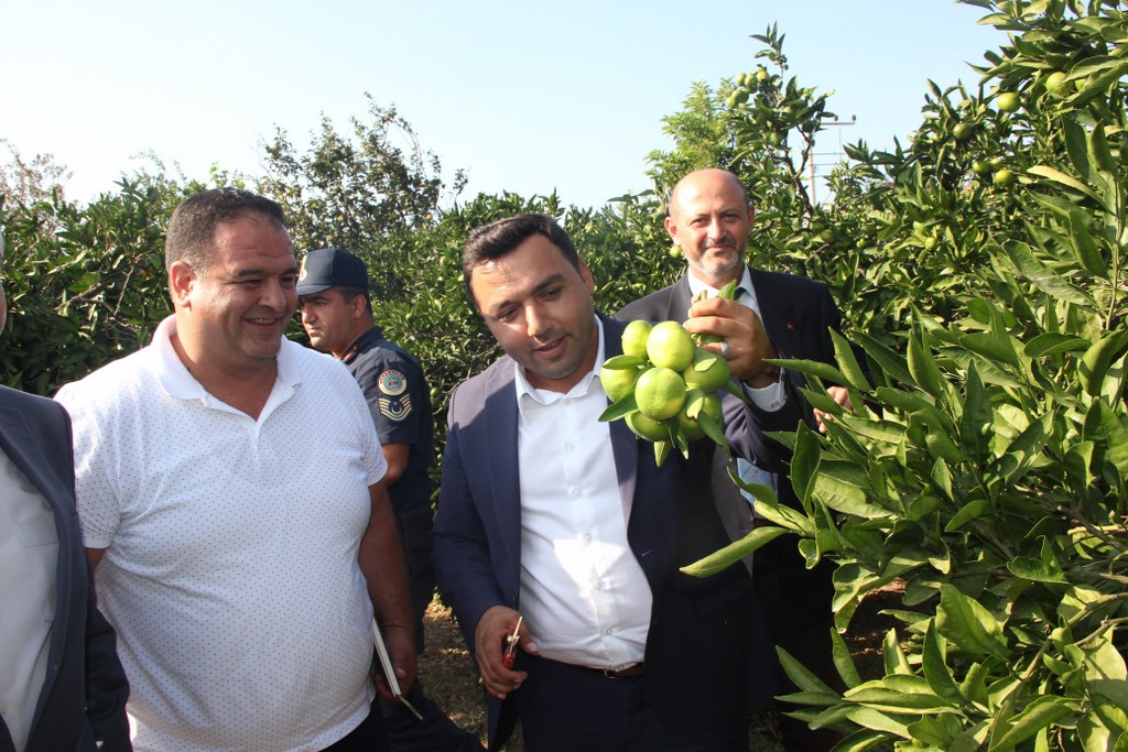 KAYMAKAMIMIZ EYÜP KAYKAÇ, KÜÇÜKBAHÇE MANDALİNASININ İLK HASADINI YAPTI.